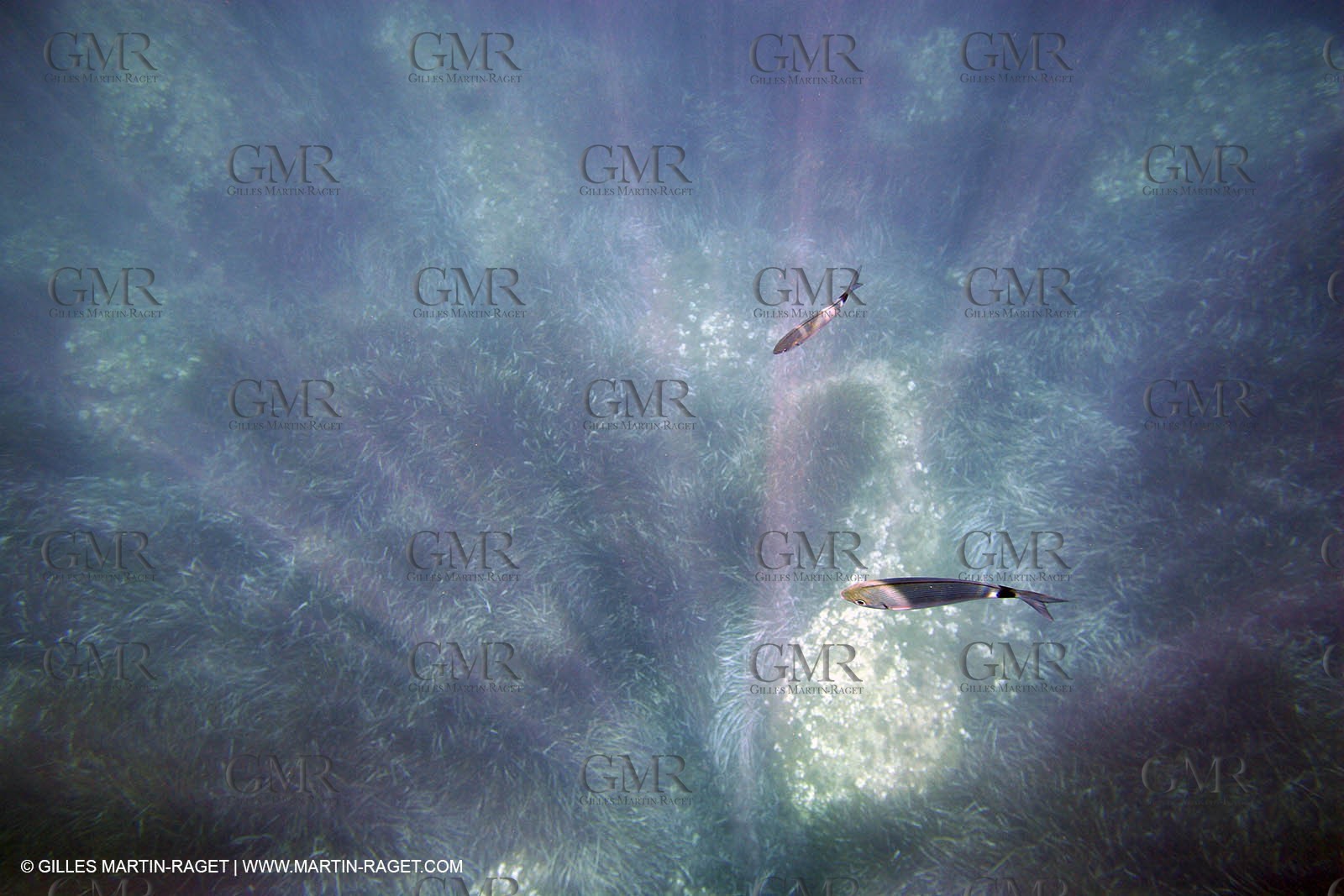 Snorkeling - Diving - 2005, Port Cros Island