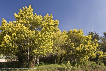 06 02 2008 - Théoule sur mer (FRA, 06) - Mimosas en fleur