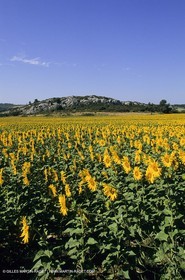 Luberon (FRA,84), Champs de tournesols