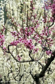 Luberon, Vaucluse (FRA,84) - Arbres fruitiers en fleur