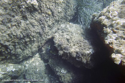 Snorkeling - Diving - 2005, Port Cros Island