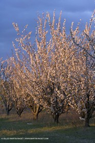 25 02 2005 - Arles and surroundings (FRA, 13) - Vincent Van Gogh south