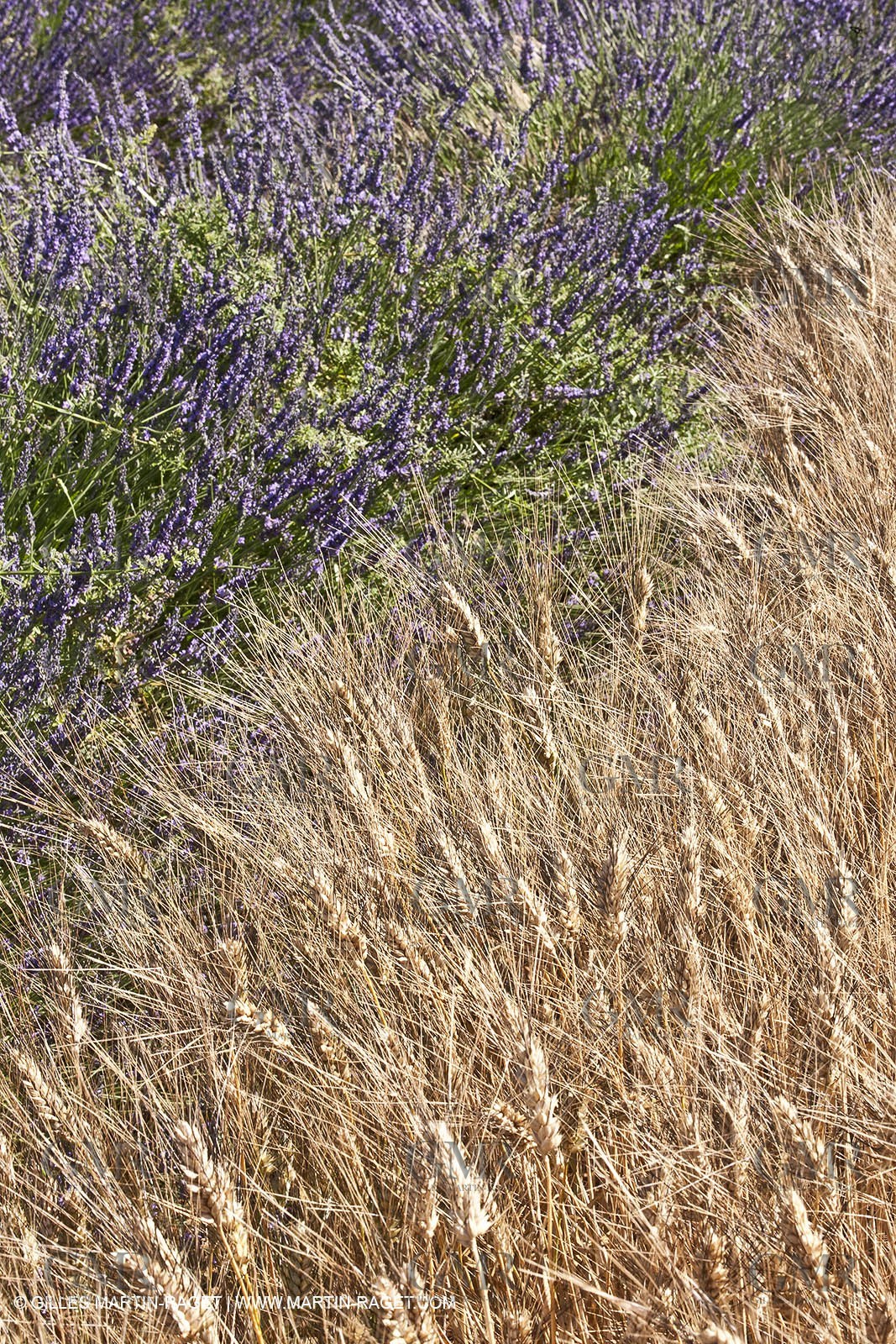 27 06 2011 - Valensole (FRA, 04) - Lavander fields