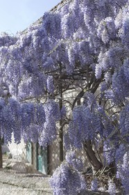 11 04 2008 - Saint Rémy de Provence (FRA, 13) - Glycines en fleur