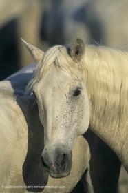 France, Provence, Camargue,work, fests, stock keeping