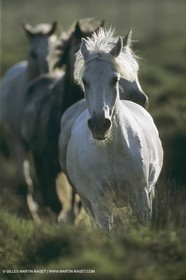France, Provence, Camargue, chevaux   Horses
