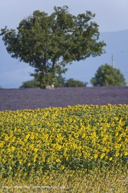 13 08 2007 - Valensole (04) - Lavandes en fleur sur le plateau de Valensole