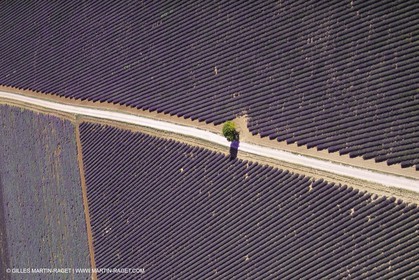 Juin 2005, Valensole (FRA,04) - Champs de lavandes