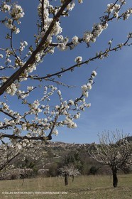 30 mars 2012 - Saignon (FRA, 84) - Cerisiers en fleurs