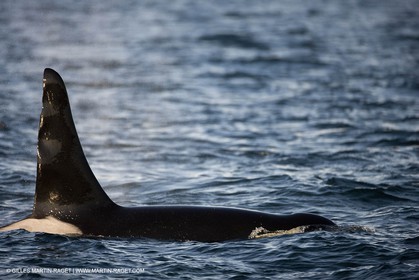 Animaux marins