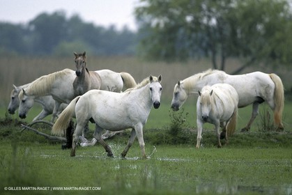 Camargue (FRA,13)