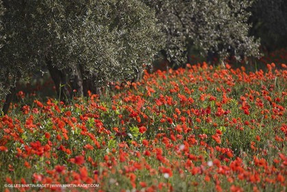 04 05 2008 - Saint Rémy de Provence (FRA, 13) - Alpilles hills landscapes