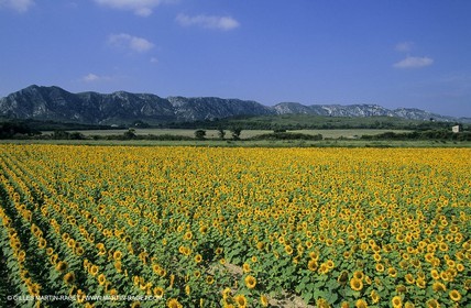 Alpilles (FRA,13) - Champs de tournesols
