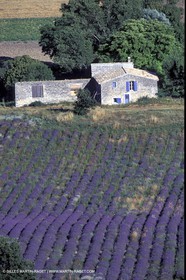 Lavander fields