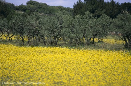 Alpilles (FRA,13), Champs de colza