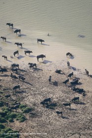 France, Provence, Camarggue, Taureaux de Camargue, bulls