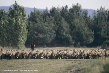 France, Provence, Moutons, bergers, élevage, transhumance