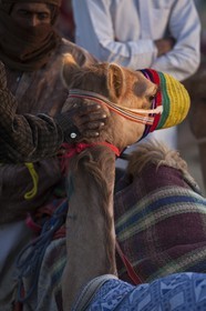 20 11 2010 - Dubai (EAU) - Courses de chameaux