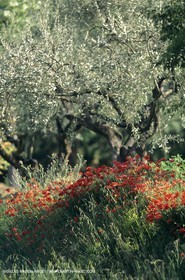 2000-2010- Les Alpilles (FRA,13) - Champs de coquelicots