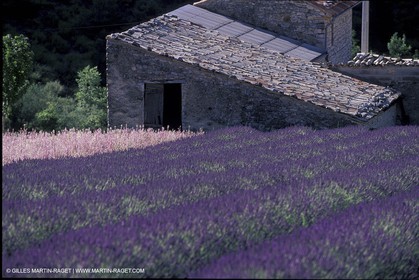 Lavander fields