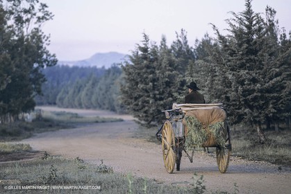 France, Provence, Moutons, bergers, élevage, transhumance
