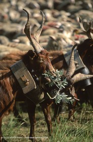 Saint Rémy de Provence (FRA,13) - Fête de la Transhumance