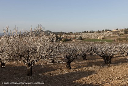March 30th 2012 - Saint Saturnin les Apt (FRA, 84) - blooming cherry trees
