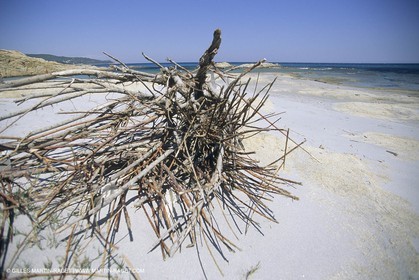 France, Provence, Côte d'Azur, littoral var, Cap Taillat