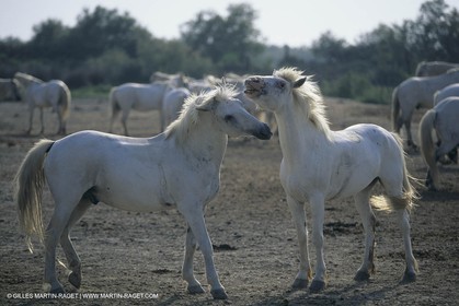 France, Provence, Camargue wildlife and landscapes, white horses