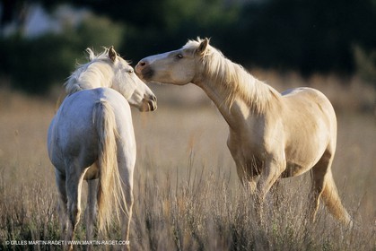 2000-2010- Arles - Les Saintes Maries de la mer (FRA,13) - Chevaux race Camargue