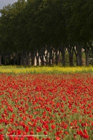29 04 2012 ( Saint Rémy de Provence (FRA, 13) - Chaîne des Alpilles vers Romanin