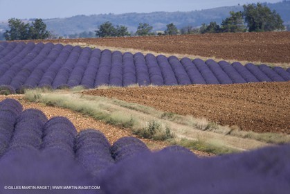 13 08 2007 - Valensole (04) - Lavandes en fleur sur le plateau de Valensole