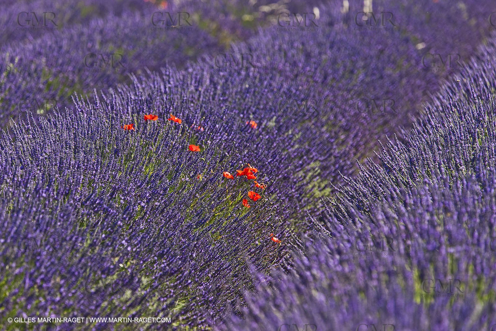27 06 2011 - Valensole (FRA, 04) - Lavander fields