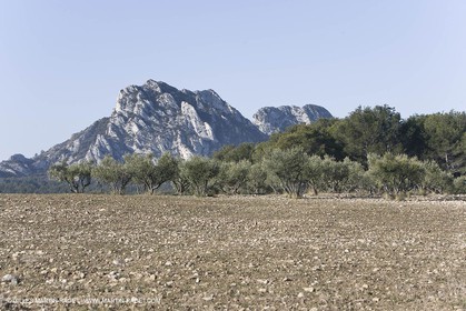 09 02 2008 - Les Baux de Provence (FRA, 13) - Paysages des Alpilles