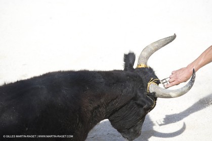 bull games