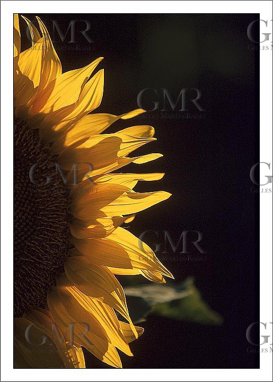Sunflower 3