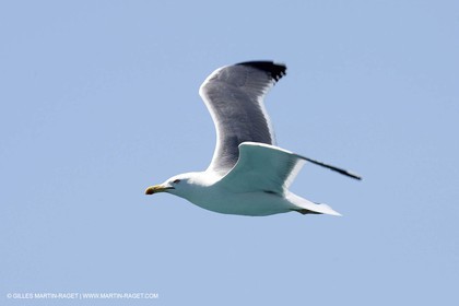 07 05 2009 - Marseille (FRA, 13) - Les Calanques - Riou