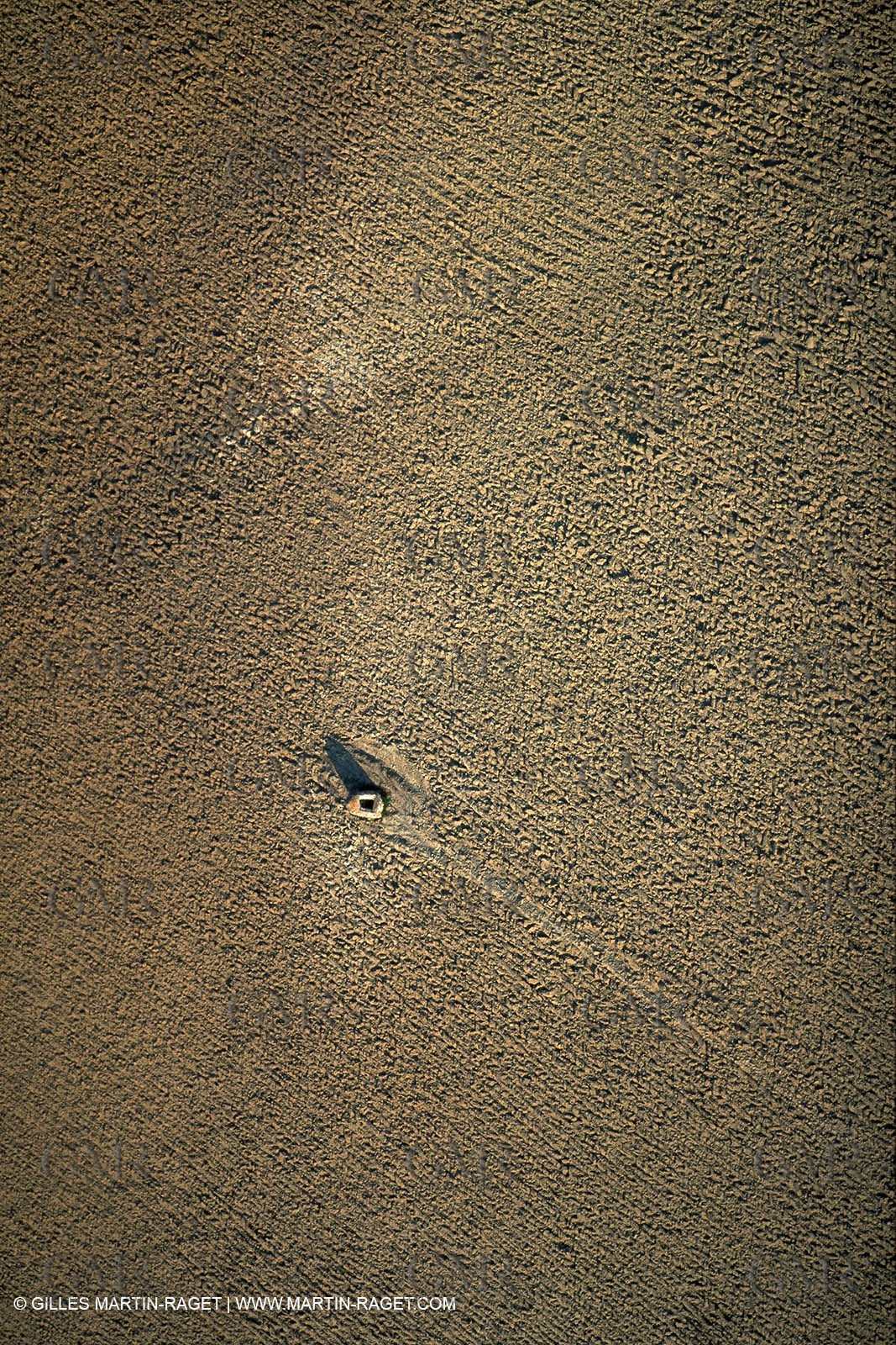Corn field on  Valensole plateau