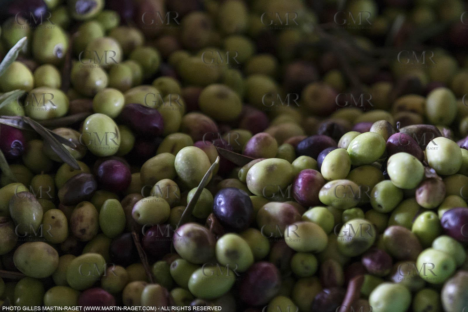 14 11 2015, Saint-Etienne du Grès (FRA,13), traditional making of olive oil at La Croix mill