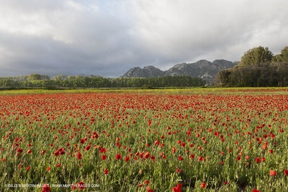 29 04 2012 ( Saint Rémy de Provence (FRA, 13) - Chaîne des Alpilles vers Romanin