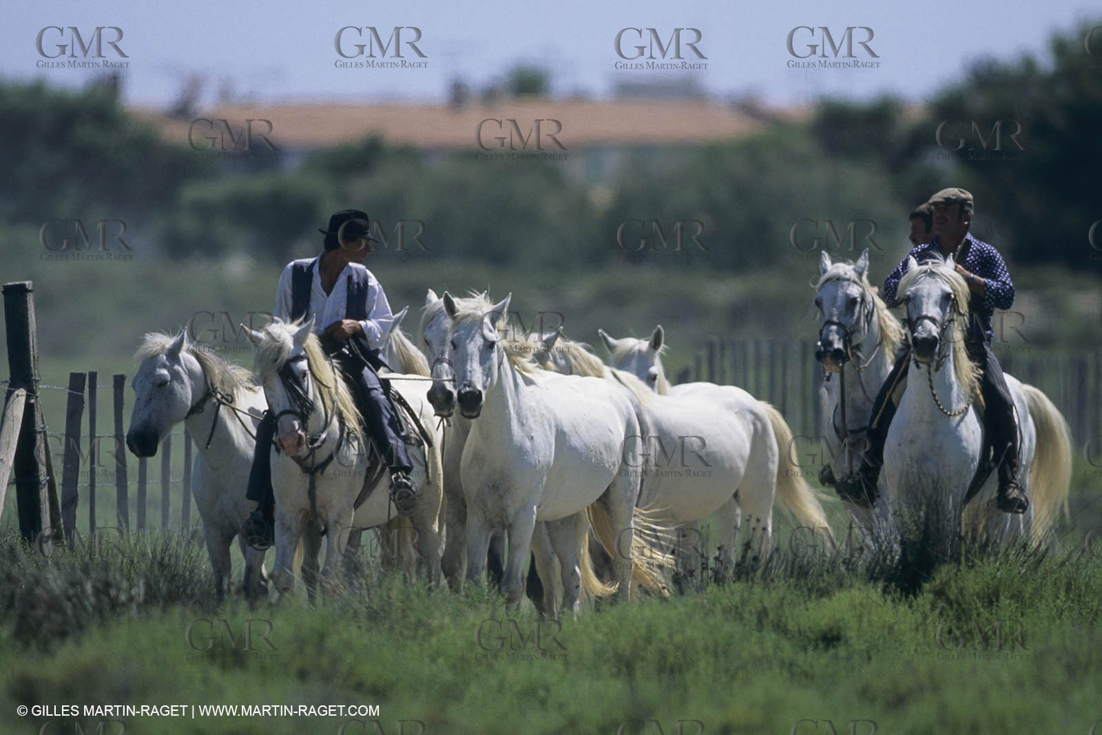 France, Provence, Camargue, Gardians de Camargue, métier, fêtes, élevage, tri