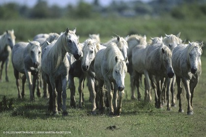 Camargue (FRA,13)