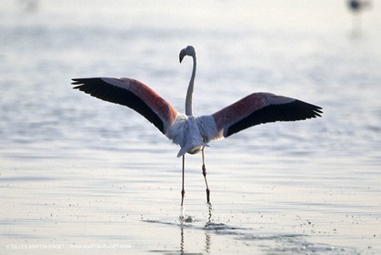 Camargue (FRA,13)