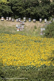 13 08 2007 - Valensole (04) - lavender fields on Valensole plateau