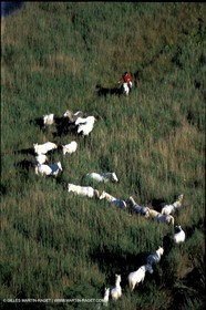 Arles - Camargue gardians (cow boys) at work