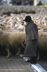 Saint Rémy de Provence (FRA,13) - Sheep stocks migration Fest