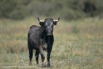 France, Provence, Camarggue, Taureaux de Camargue, bulls