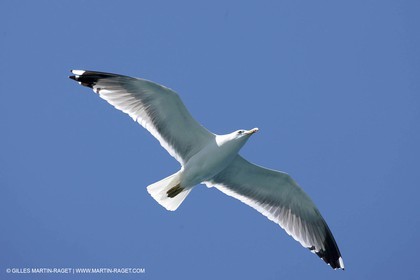 07 05 2009 - Marseille (FRA, 13) - Les Calanques - Riou
