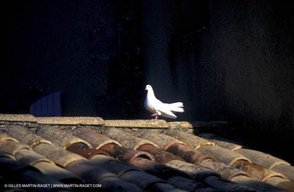 Pideon on the roof