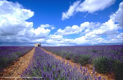 Lavander fields